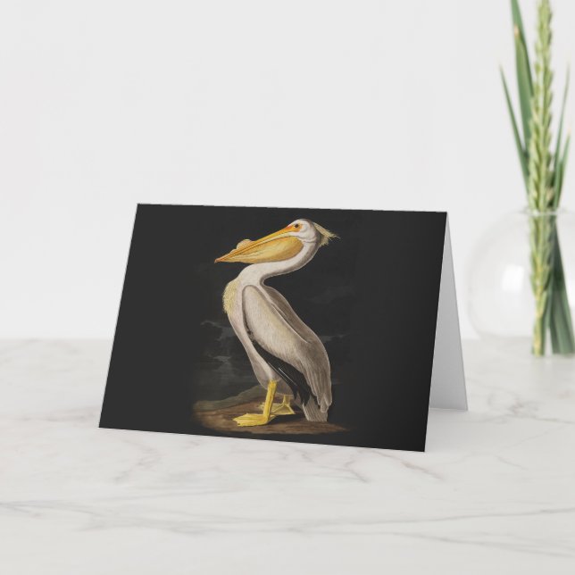 Audubon White Pelican Bird America Karte (Vorderseite)