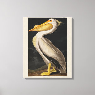 Audubon White Pelican Bird America Leinwanddruck