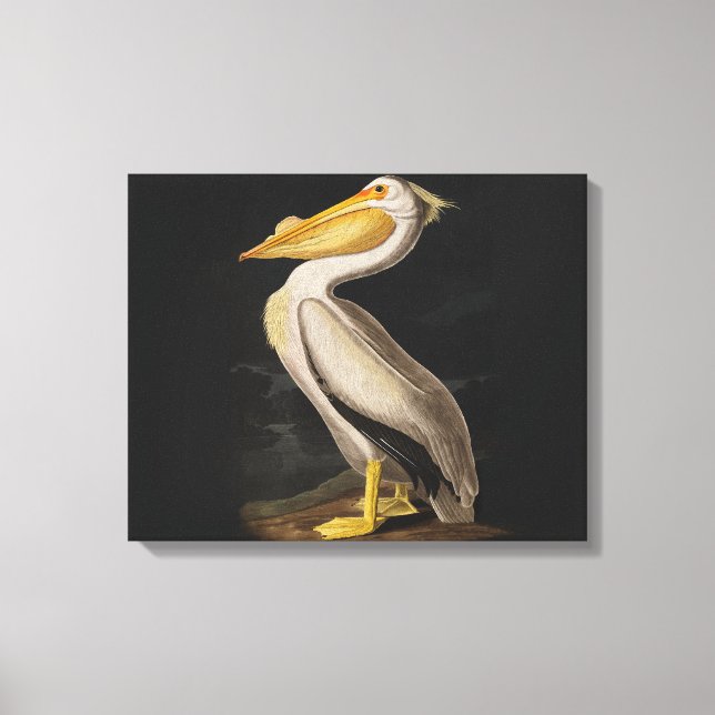 Audubon White Pelican Bird America Leinwanddruck (Vorderseite)