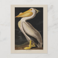 Audubon White Pelican Bird America