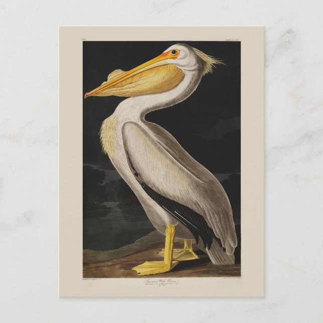 Audubon White Pelican Bird America Postkarte (Vorderseite)