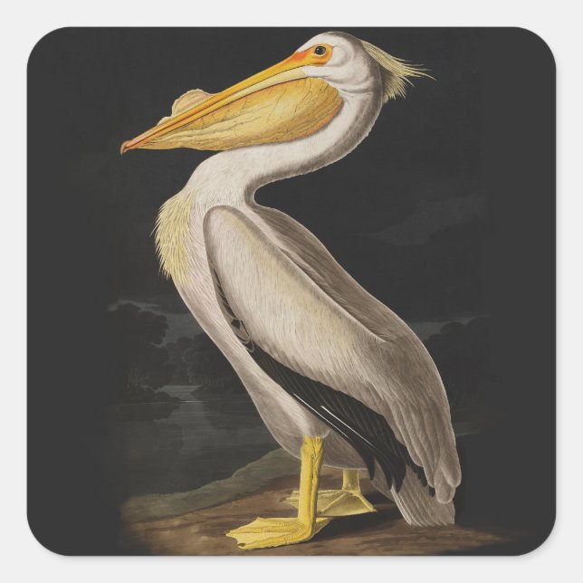 Audubon White Pelican Bird America Quadratischer Aufkleber (Vorderseite)