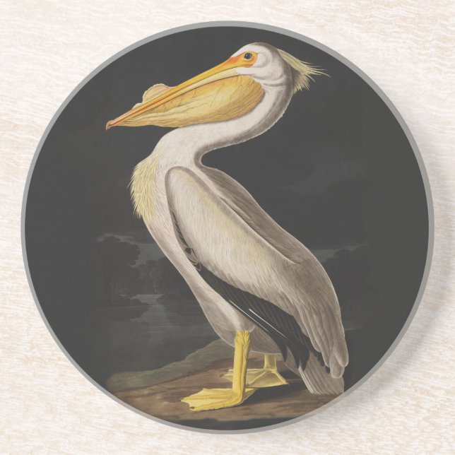 Audubon White Pelican Bird Vintag Print Getränkeuntersetzer (Vorne)