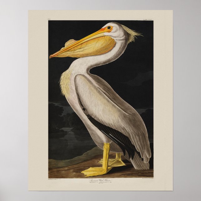 Audubon White Pelican Bird Vintag Print Poster (Vorne)