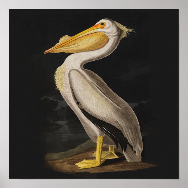Audubon White Pelican Bird Vintag Print Poster (Vorne)