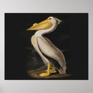 Audubon White Pelican Bird Vintag Print Poster