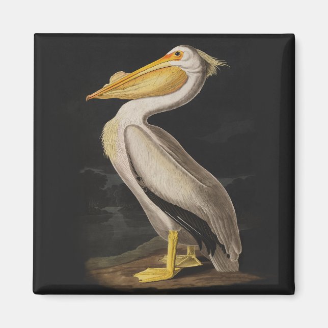 Audubon White Pelican Print Magnet (Vorne)