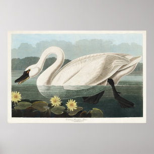 Audubon White Swan Wasservögel Malerei Poster