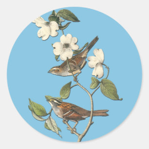 Audubon White Throated Sparrow Bird Art Stickers