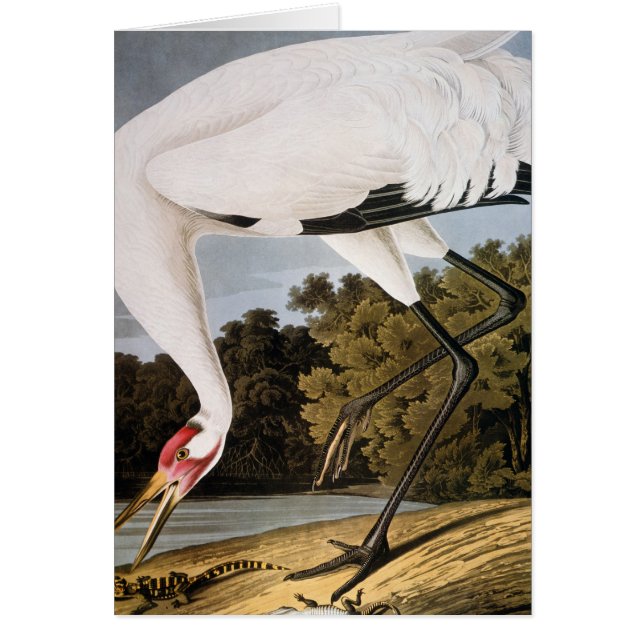 Audubon: Whooping Crane (Vorne)