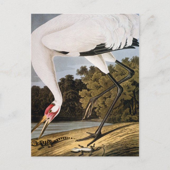 Audubon: Whooping Crane Postkarte (Vorderseite)