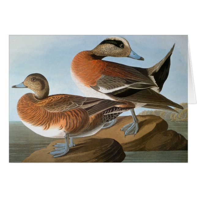 Audubon: Wigeon (Vorderseite (Horizontal))