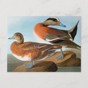 Audubon: Wigeon Postkarte