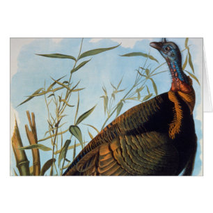 Audubon Wild Turkey
