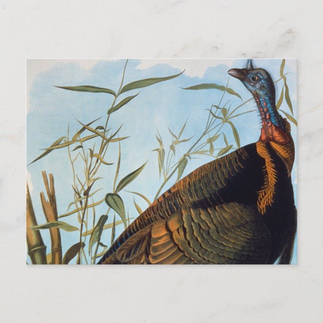 Audubon Wild Turkey Postkarte (Vorderseite)