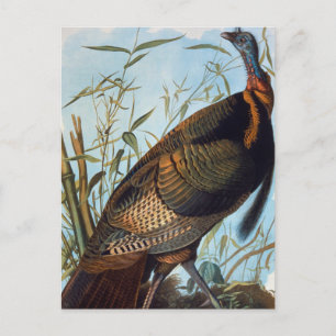 Audubon Wild Turkey Postkarte