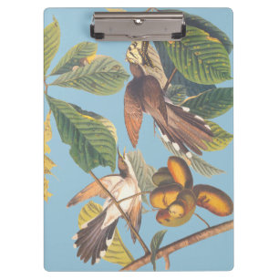 Audubon Yellow Billed Cuckoo Klemmbrett