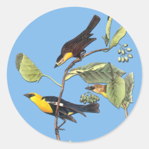 Audubon Yellow Headed Blackbird Art Stickers
