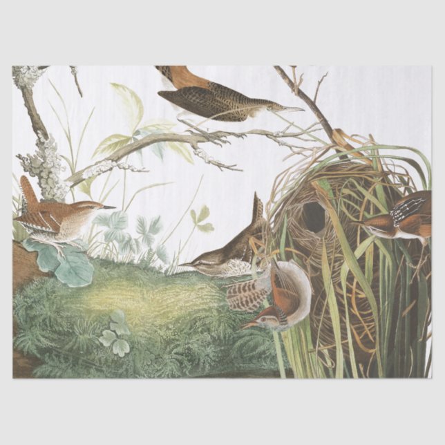 Audubon Zaunkönig-Nest-Vogel-Tier-Seidenpapier Seidenpapier (Vorderseite)