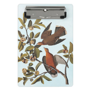 Audubon Zenaida Dove mit Blume Mini Klemmbrett