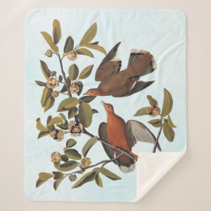Audubon Zenaida Dove mit Blume Sherpadecke