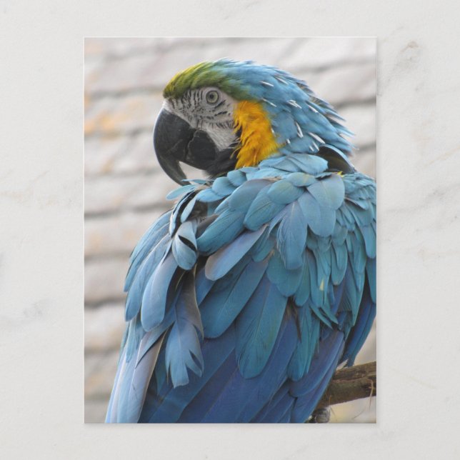 Audubon Zoo Postkarte (Vorderseite)