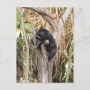 Audubon Zoo Postkarte