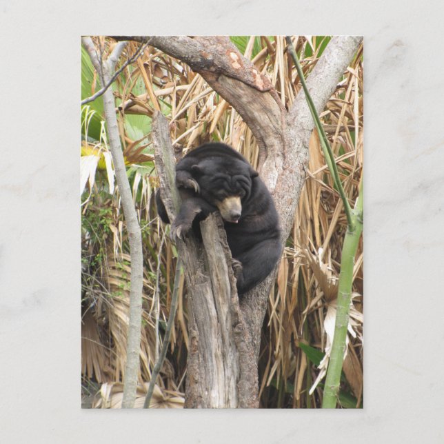 Audubon Zoo Postkarte (Vorderseite)