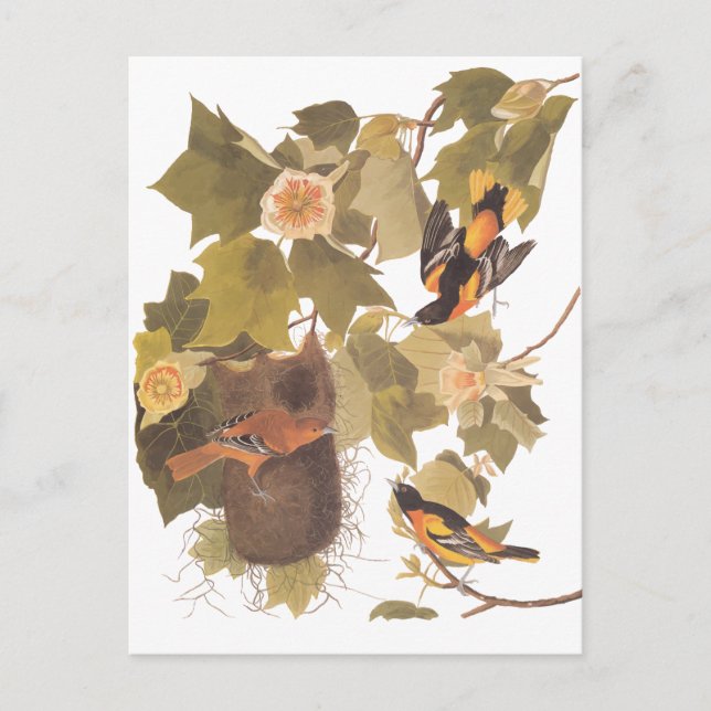 Audubons Baltimore Oriole-Vögel im Pappel-Baum Postkarte (Vorderseite)