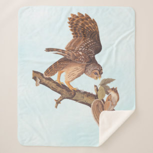 Audubon's Barred Owl and Eichhörnchen Odd Friends Sherpadecke
