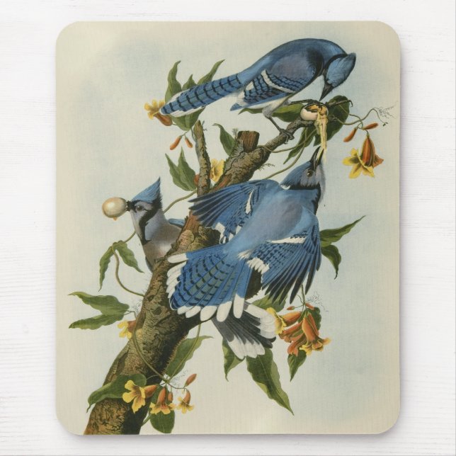 Audubons blaue Jay Mousepad (Vorne)