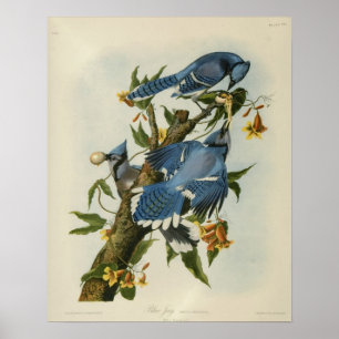 Audubons blaue Jay Poster