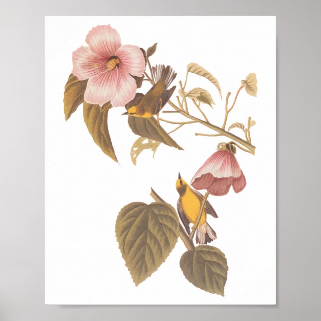 Audubons Blauflügelige Gelbe Warbler Song Birds Poster (Vorne)