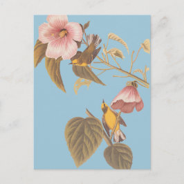 Audubons Blauflügelige Gelbe Warbler Song Birds Postkarte