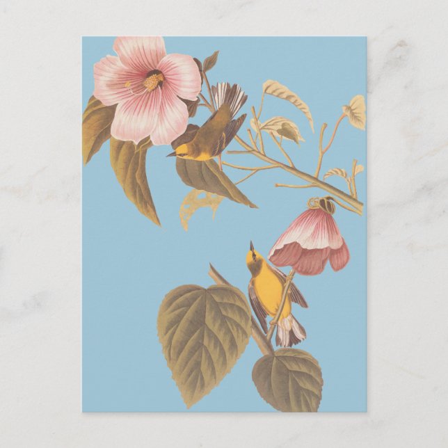 Audubons Blauflügelige Gelbe Warbler Song Birds Postkarte (Vorderseite)