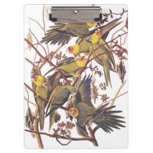 Audubons Carolina Parakeet Klemmbrett