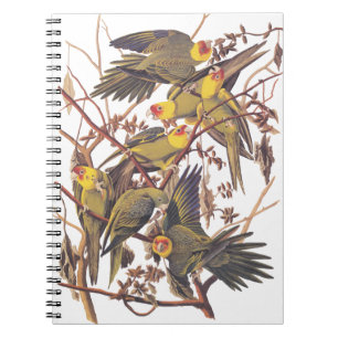 Audubons Carolina Parakeet Notizblock