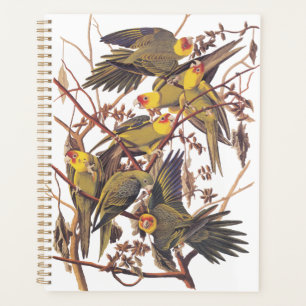Audubons Carolina Parakeet Planer