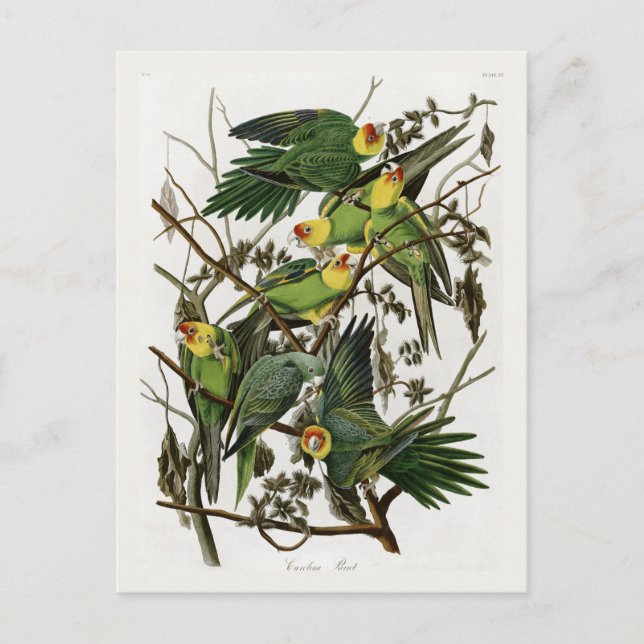 Audubons Carolina Parakeet Postkarte (Vorderseite)
