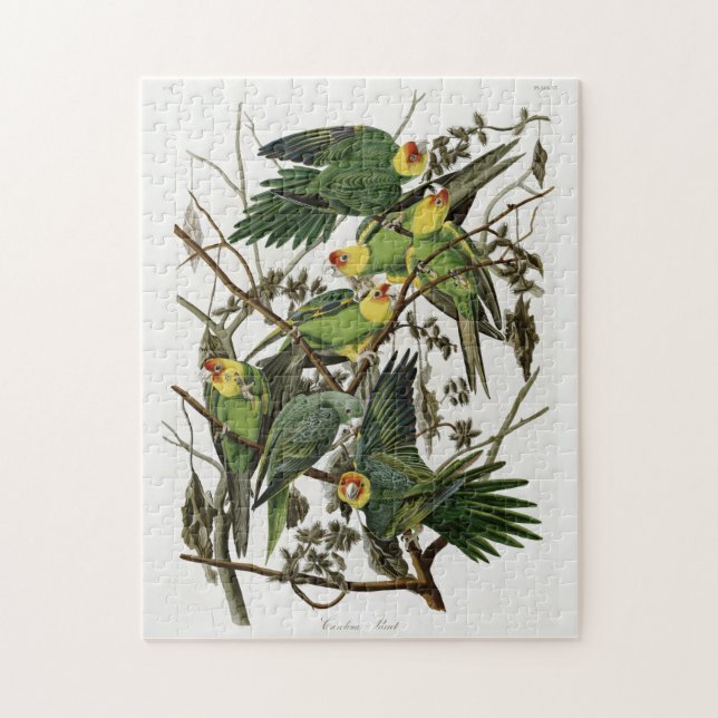 Audubons Carolina Parakeet Puzzle (Vertikal)