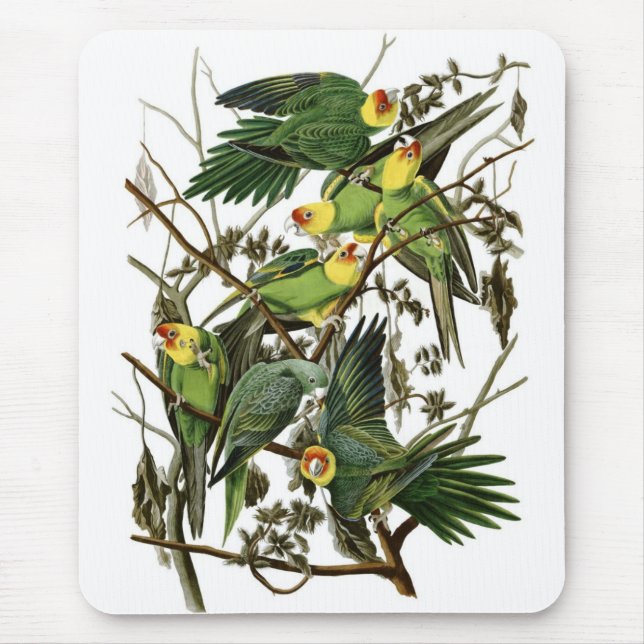 Audubons CarolinaParakeets Mousepad (Vorne)