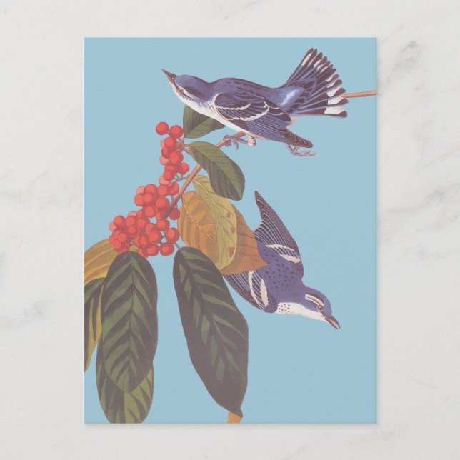 Audubons "Cerulean Warbler Bird Pair" mit Berries Postkarte (Vorderseite)