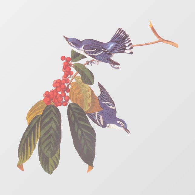 Audubons Cerulean Warbler Birds mit Bärenbeeren Fensteraufkleber (Blatt)