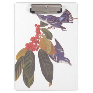 Audubons Cerulean Warbler Birds mit Bärenbeeren Klemmbrett