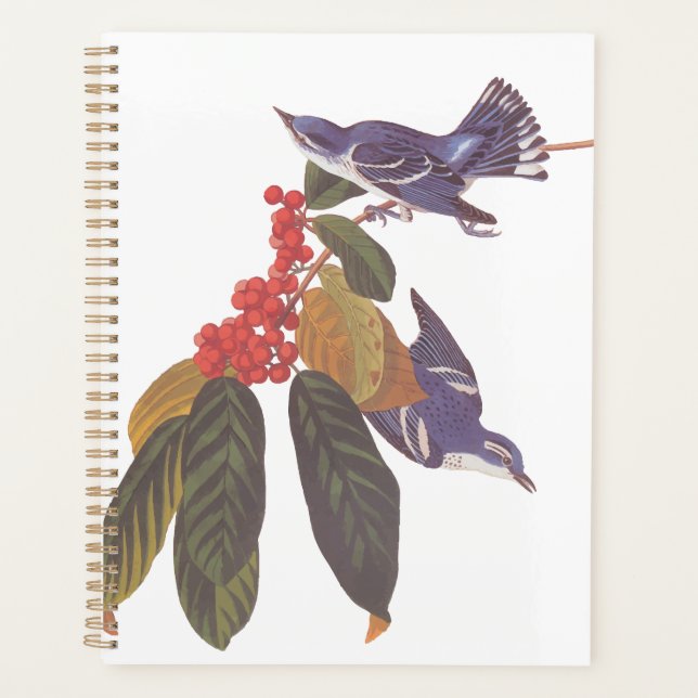 Audubons Cerulean Warbler Birds mit Bärenbeeren Planer (Vorderseite)