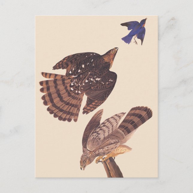 Audubons Coopers Hawk Bird of Prey Postkarte (Vorderseite)