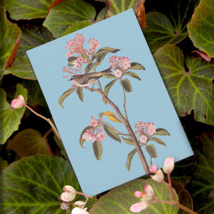 Audubon's Cuvier's Kinglet Bird auf Pink Calico-Bu Postkarte