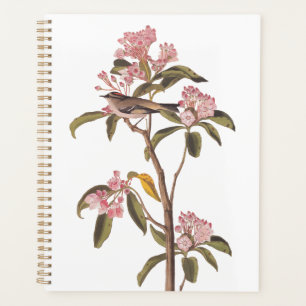 Audubon's Cuvier's Kinglet Bird auf Pink Calico Planer