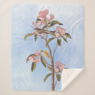 Audubon's Cuvier's Kinglet Mystery Bird Sherpadecke