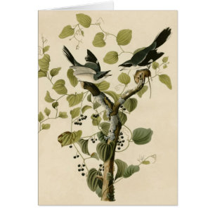 Audubons Dummkopf Shrike